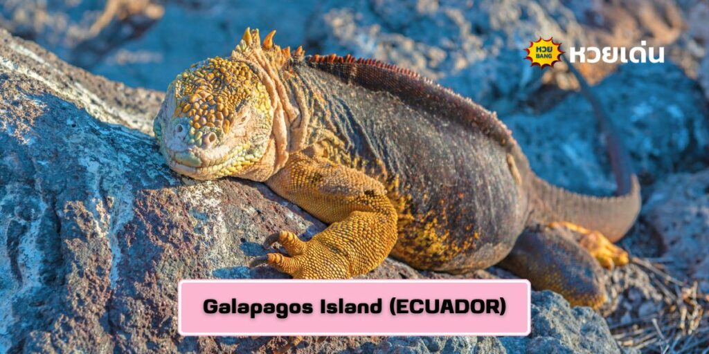 Galapagos Island (ECUADOR)